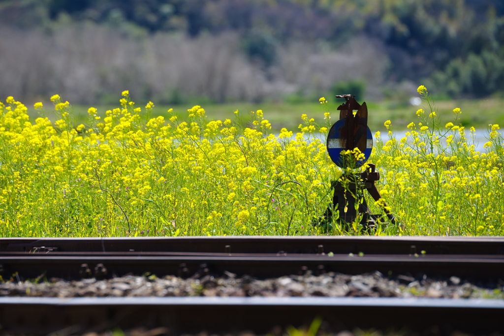 小湊鉄道菜の花10