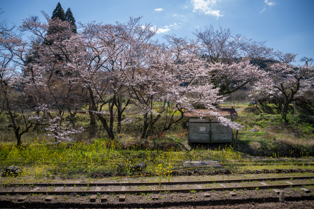 桜と小湊鉄道その2の5