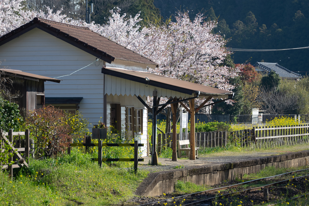 桜と小湊鉄道その１の8