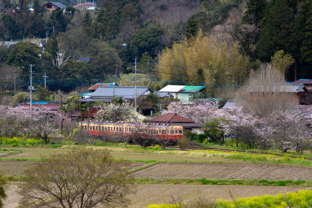 桜と小湊鉄道その1の9