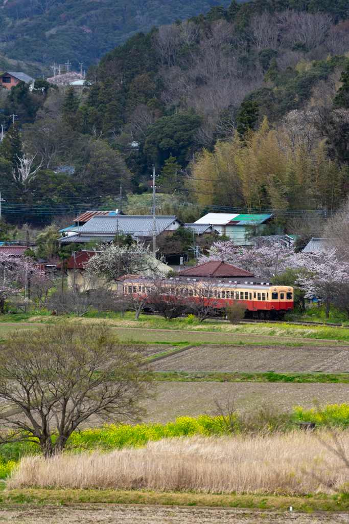 桜と小湊鉄道その2の11