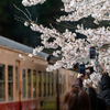 桜と小湊鉄道その1の12