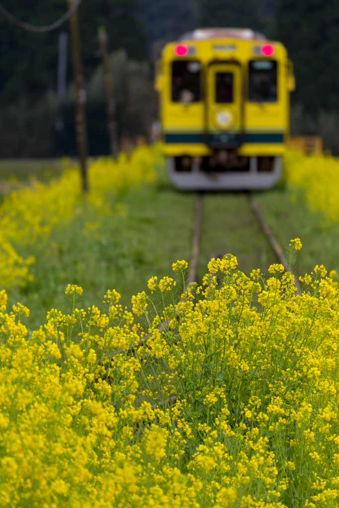 いすみ鉄道菜の花4