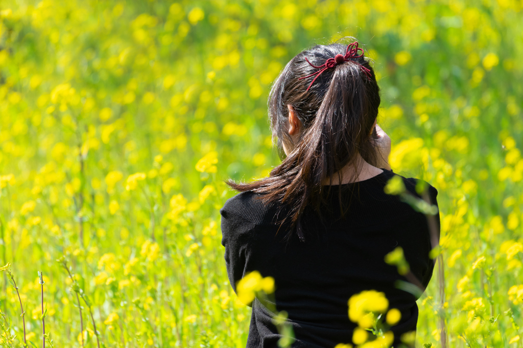 小湊鉄道菜の花3