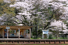 桜と小湊鉄道その2の10