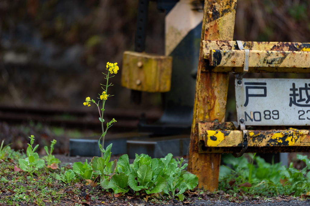 いすみ鉄道菜の花6