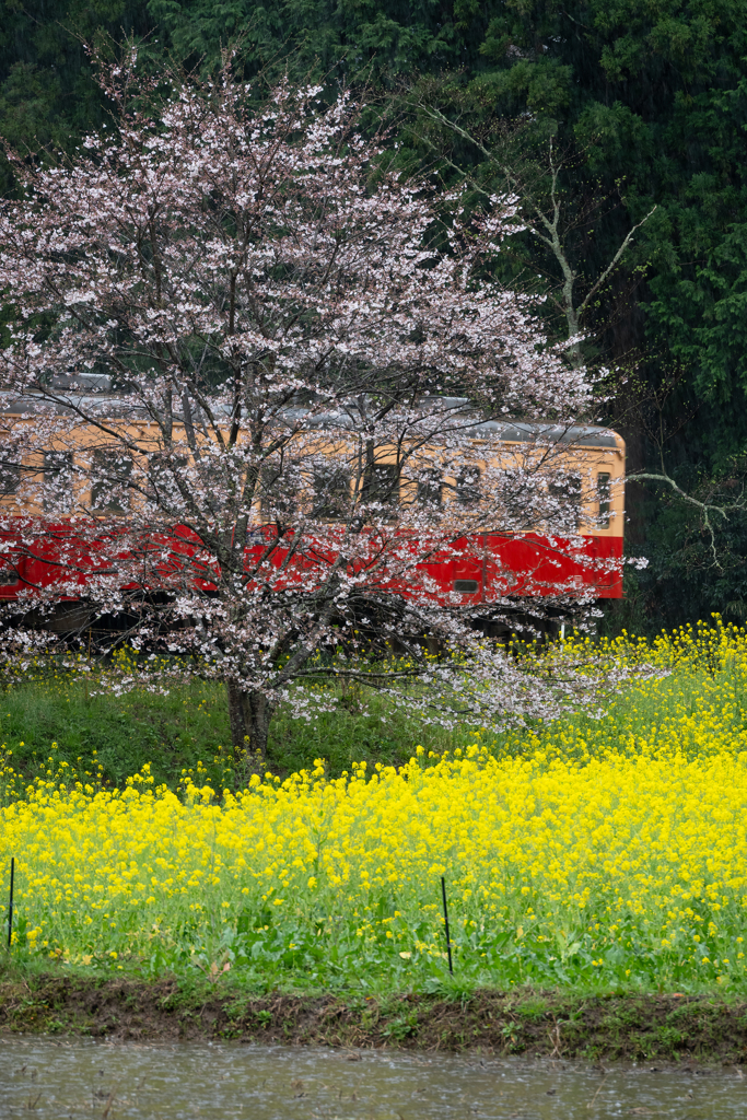 桜と小湊鉄道その2の2
