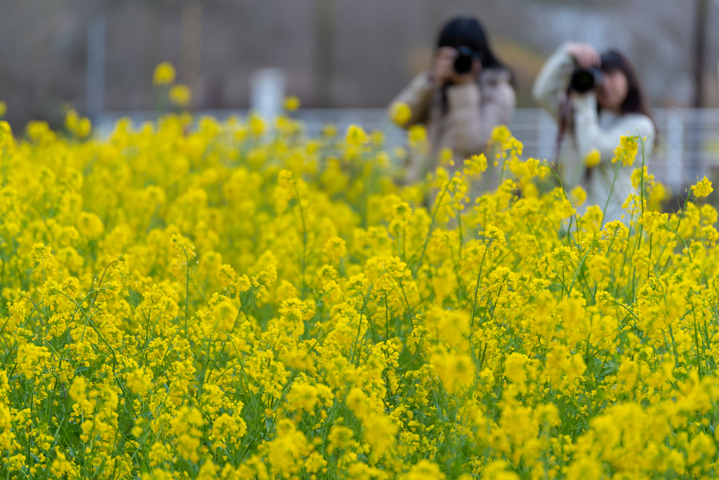 小湊鉄道菜の花1