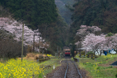 桜と小湊鉄道その1の3