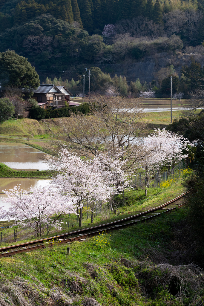 桜といすみ鉄道その1の6