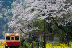 桜と小湊鉄道その1の6
