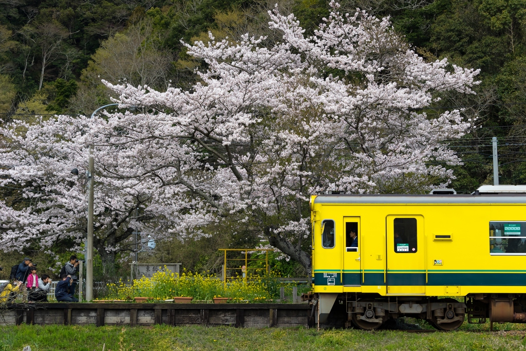 桜といすみ鉄道その1の4