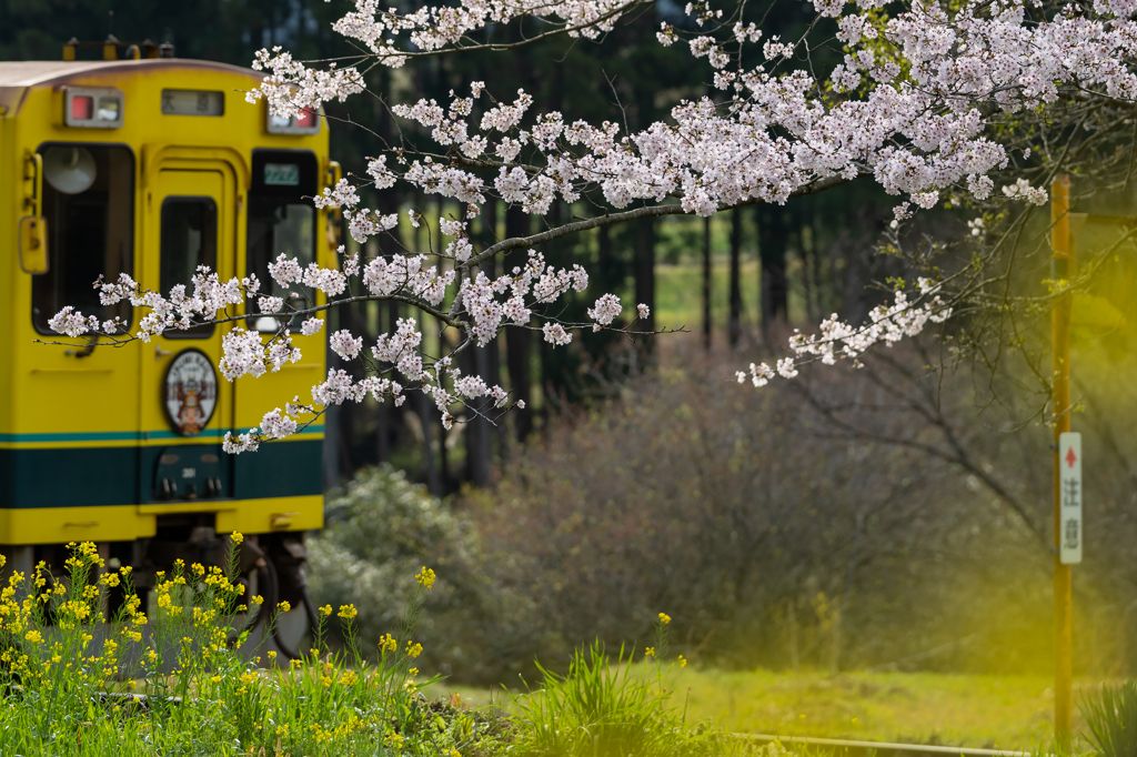 桜といすみ鉄道その2の2