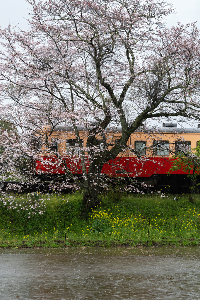 桜と小湊鉄道その1の2