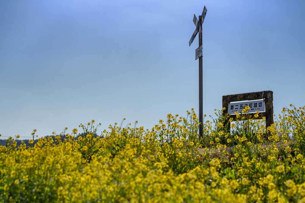 いすみ鉄道菜の花9