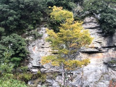 長瀞　