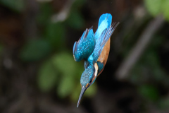 久しぶりのカワセミ