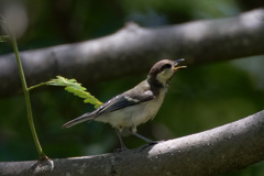 シジュウカラ幼鳥
