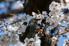 サクラヒヨ