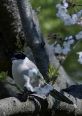 春の水元