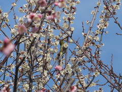 梅の蜜を吸うメジロ