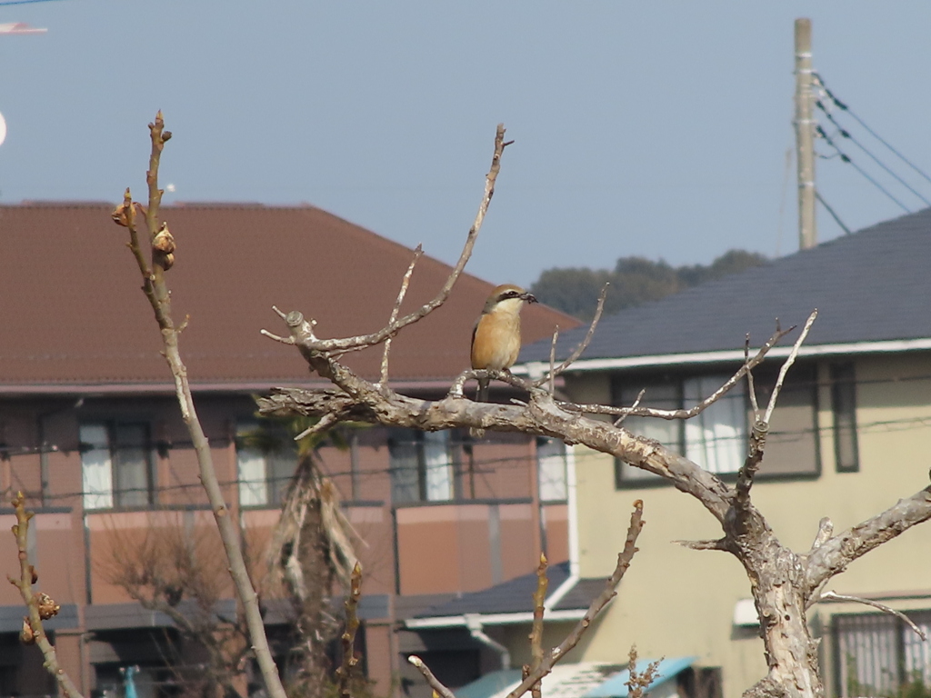 虫を咥えるモズ