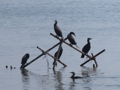 休憩するカワウたち