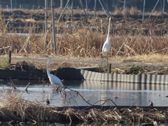 首を伸ばすダイサギ