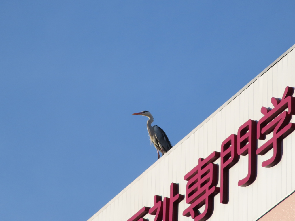 アオサギ