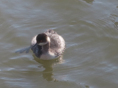 ふわふわハジロカイツブリ