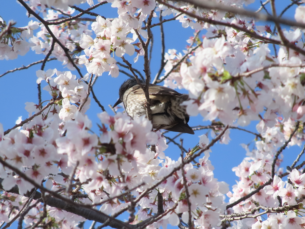 桜の中のヒヨドリ