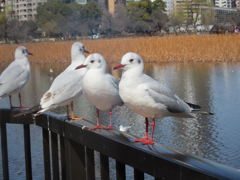 ユリカモメ