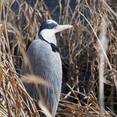 川にいた鳥