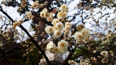 北野天満宮　北野白梅町