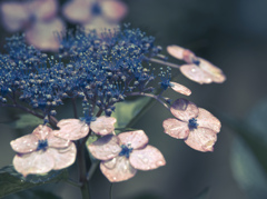 雨上がり　紫陽花
