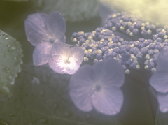 雨上がり　紫陽花