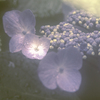 雨上がり　紫陽花