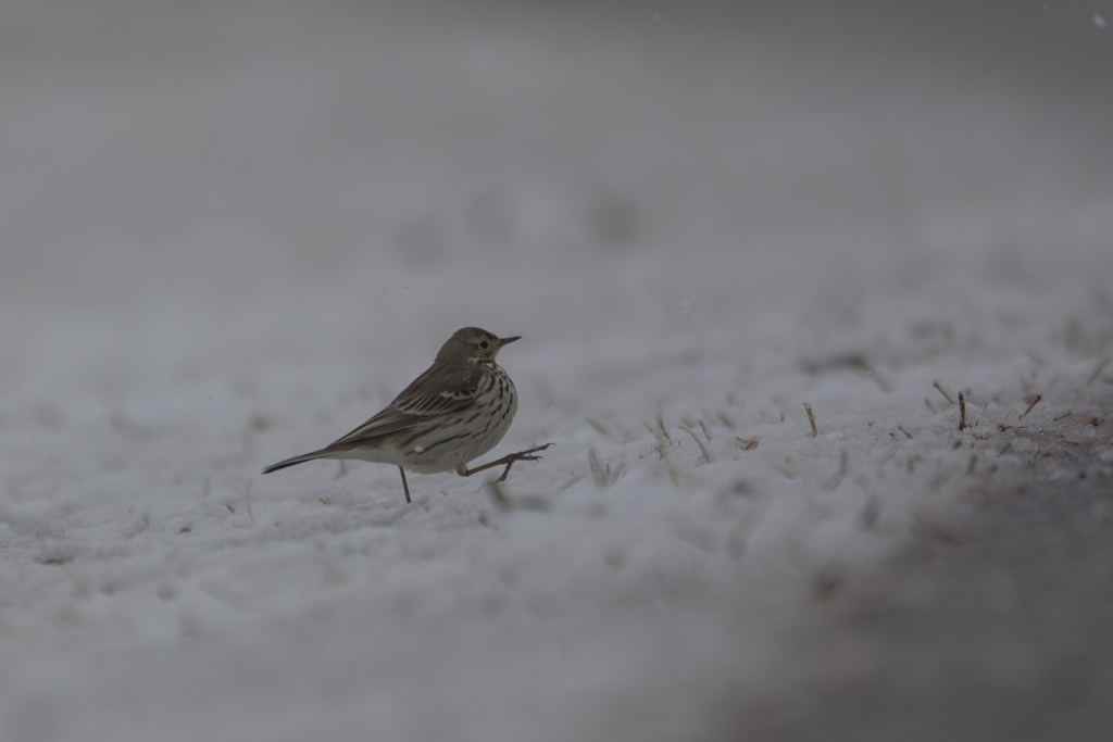 雪の日の散歩