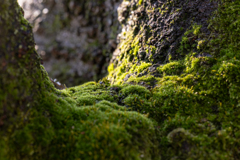 苔の谷