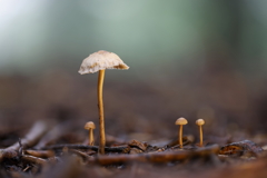キノコ