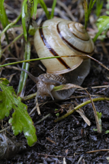 カタツムリ