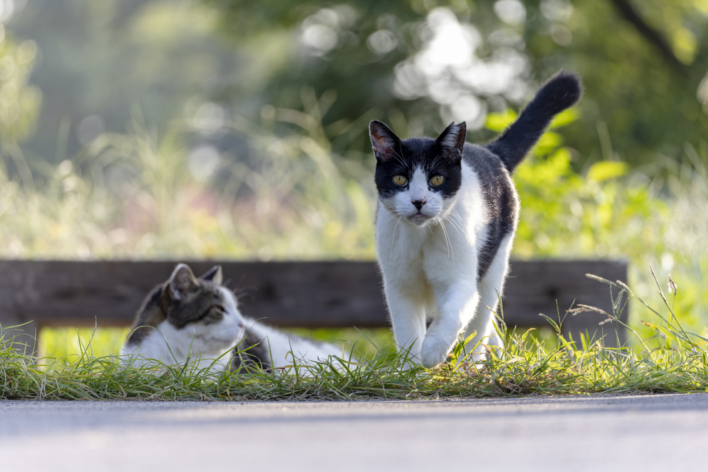 猫
