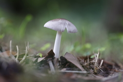 キノコ