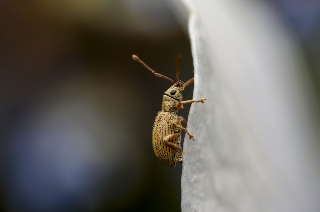 カシワクチブトゾウムシ