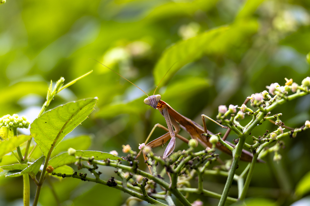 カマキリ