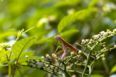 カマキリ