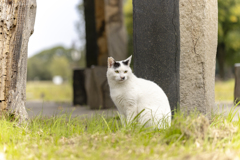 ちいきねこ