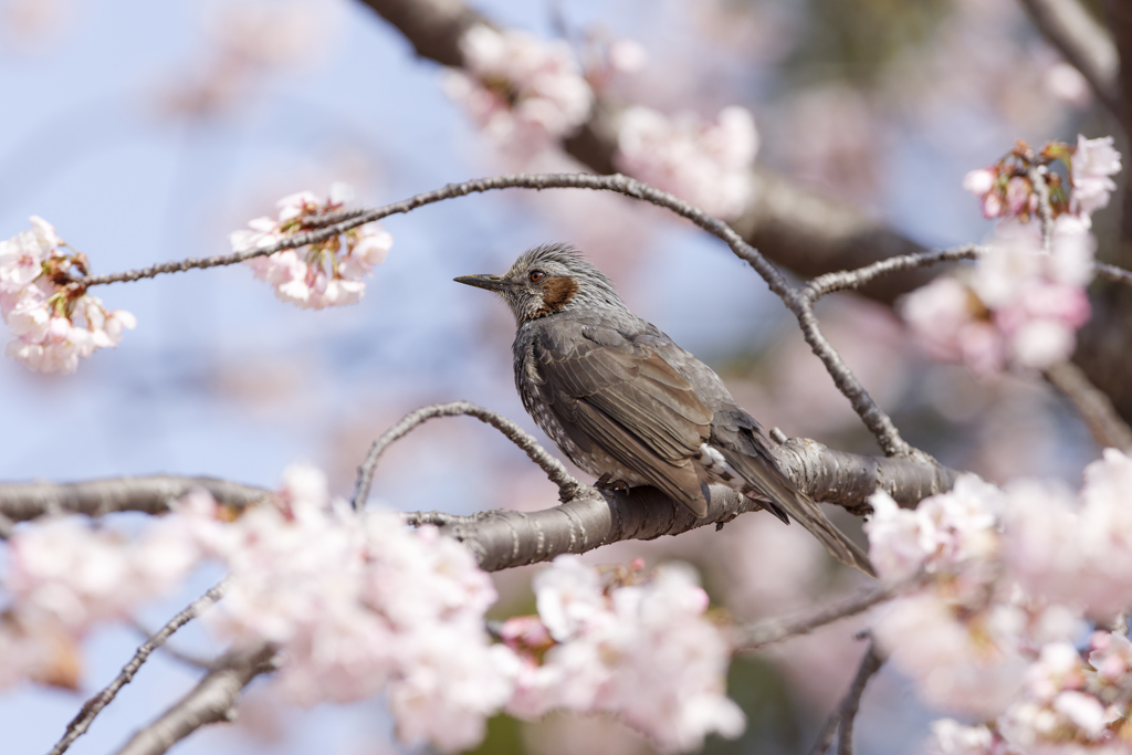 桜とヒヨドリ