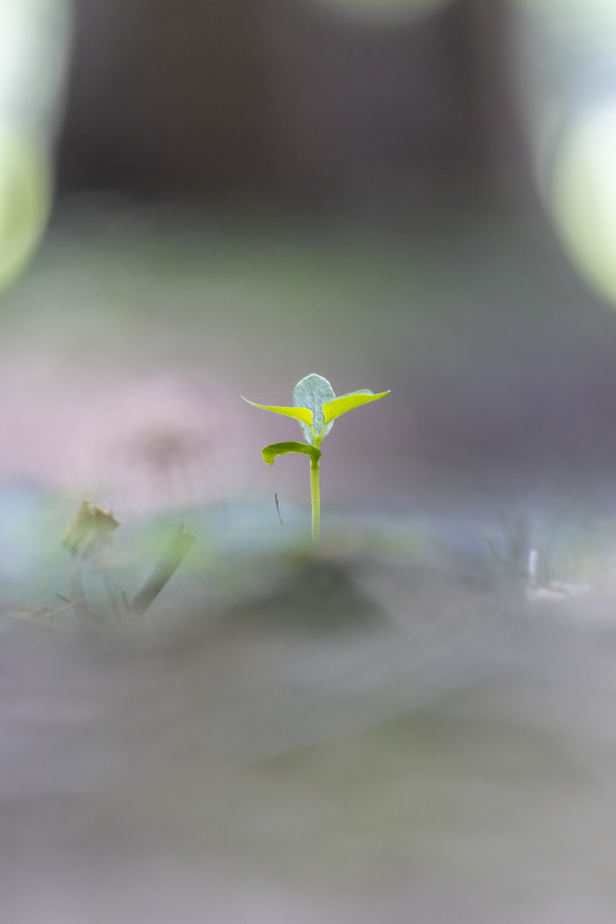芽