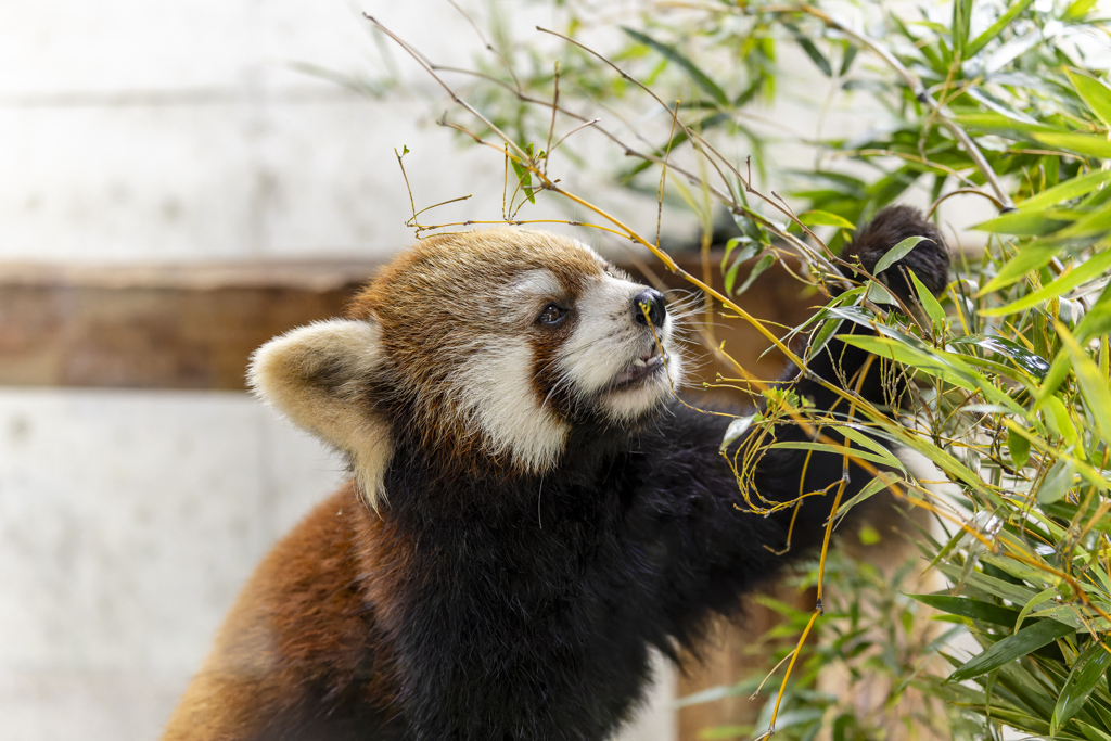 レッサーパンダ